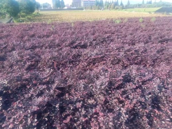 长沙红花继木