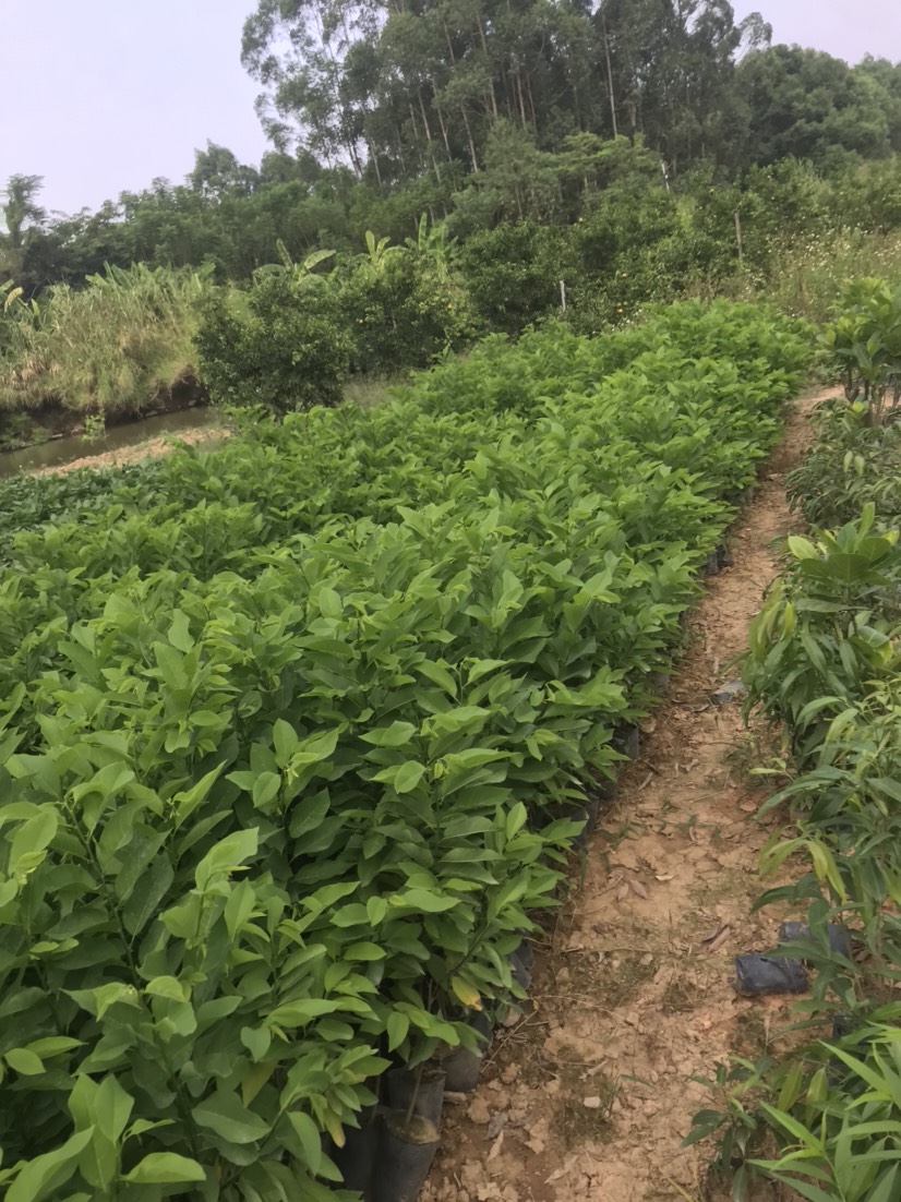 凤梨释迦，2年苗，原土原袋发货