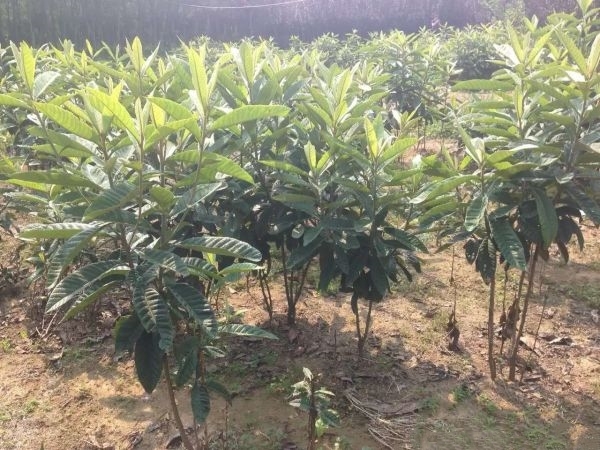 长沙枇杷树