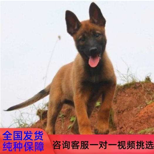 商河县马犬幼犬纯种活体军犬警犬看家护院黑红爆红小马犬大型狼狗宠物犬