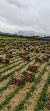 博罗县广东大叶油草卷批发