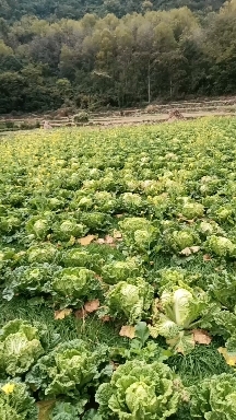 普定县自己种的白菜  4/5千斤左右