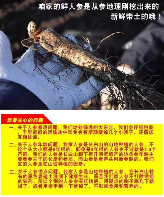 东北长白山人参  鲜人参  带土鲜人参