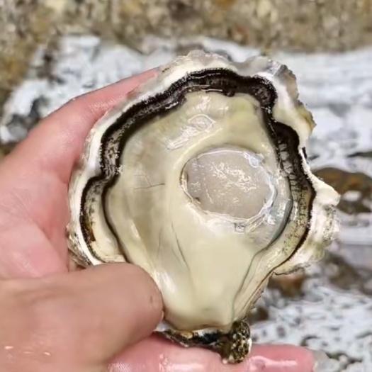 佛山乳山三倍体牡蛎  【精选生蚝】：广州总部发货全国各地
