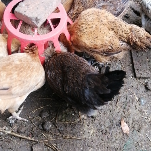 成都出售粮食喂养土鸡，肉质紧实有嚼劲，品种有贵妃无量山青脚麻黄杂