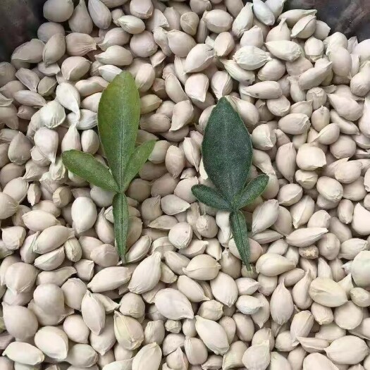 新鲜枳橙种子大叶枳壳批发易播种靠接耐寒不落叶抗病能力强苗产地