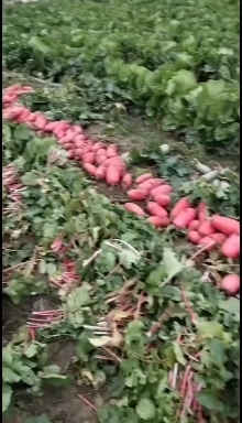 宿州急售十吨大红袍现挖 保证质量货源充足