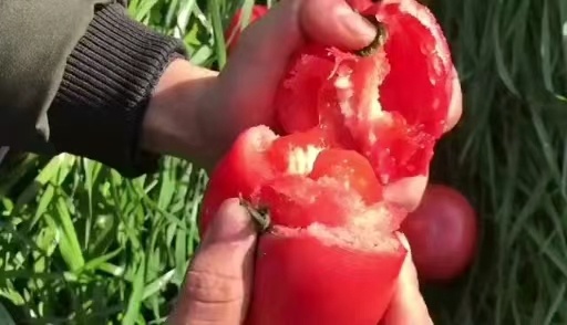 攀枝花露天西红柿承接线上线下市场批发商超配送一件代发等等