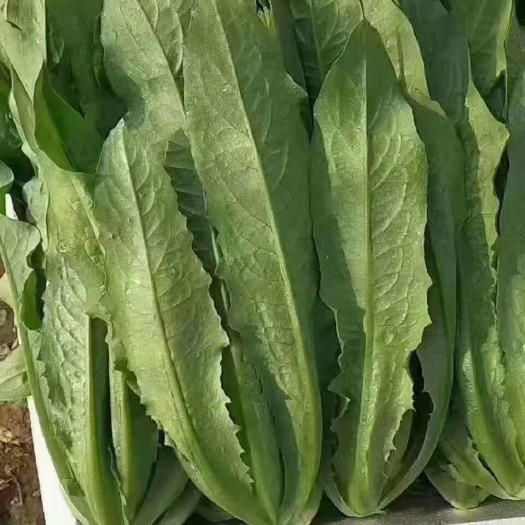 邯郸油麦质量好 价格便宜 好 中 低 价格不一样 量大要货你就来