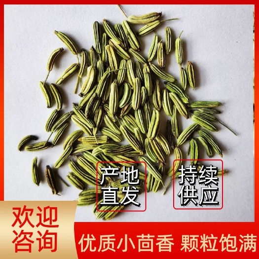 割茬小茴香种籽批发产地甘肃民勤