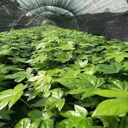 无锡八角金盘种子耐寒耐热多年生四季播种易播种简单开花净籽八角金盘