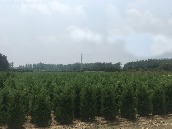 长沙河南桧柏