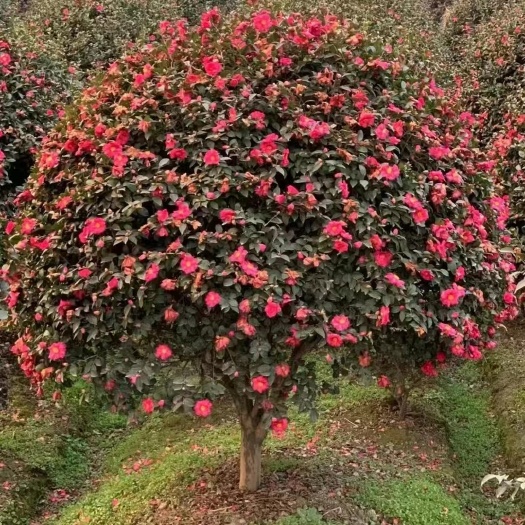 茶花种子耐寒多年生观赏茶梅种子易播种简单四季批发产地产地