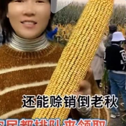 阜阳亩产可以达到两千多斤的玉米种子