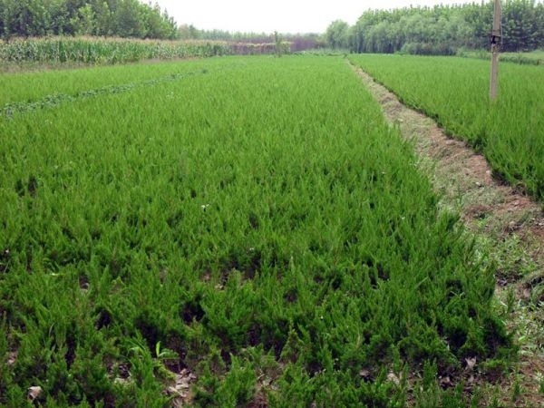 长沙龙柏树