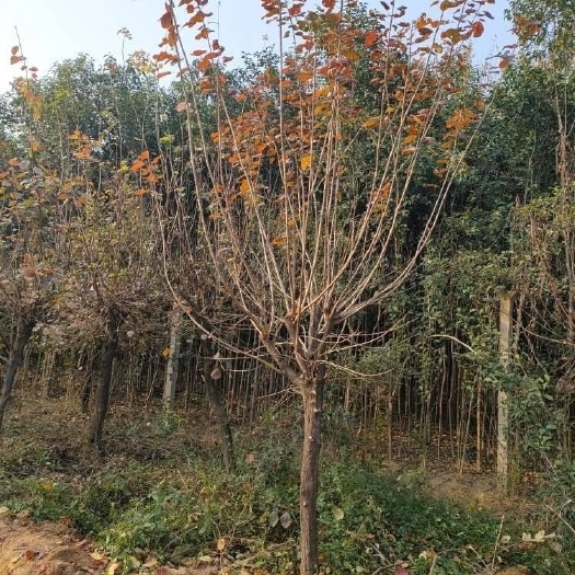 南召县黄栌