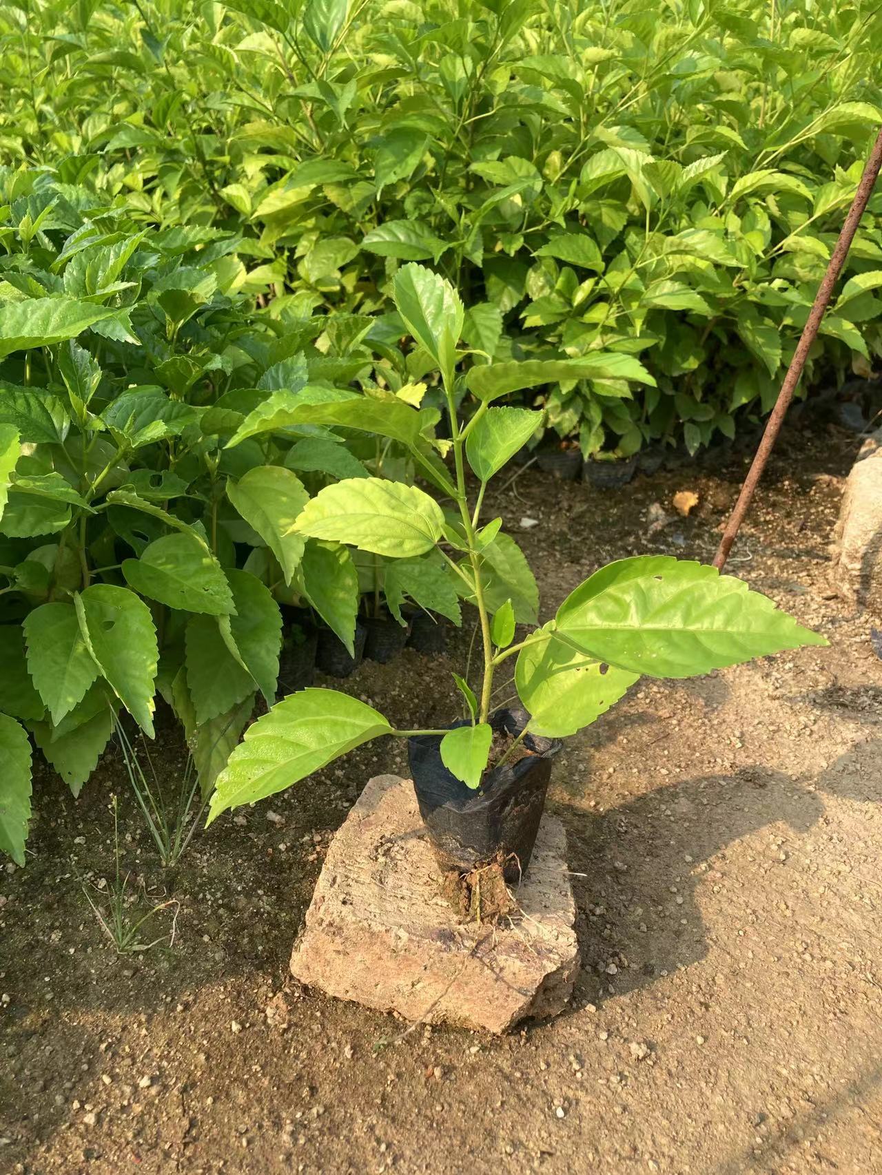 揭阳朱槿大红花，各种规格袋苗
