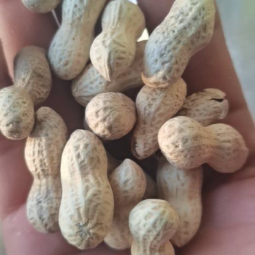 无棣县各种口味花生质量保障，欢迎采购，定做