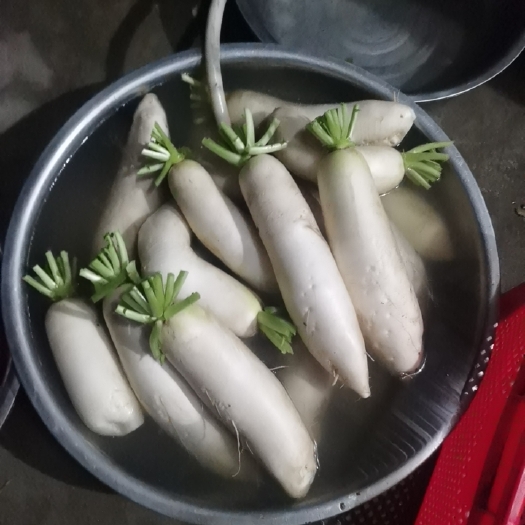 江油市白萝卜