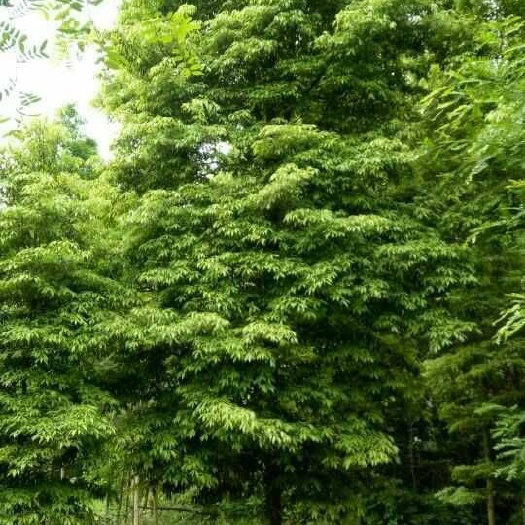 都江堰市桢楠