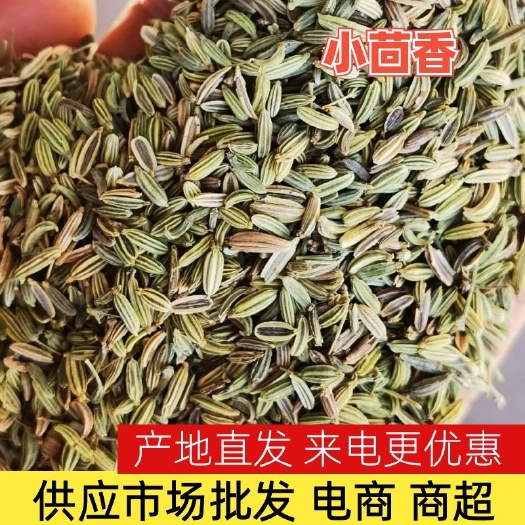 小茴香批发的厂家甘肃民勤产地一手货源