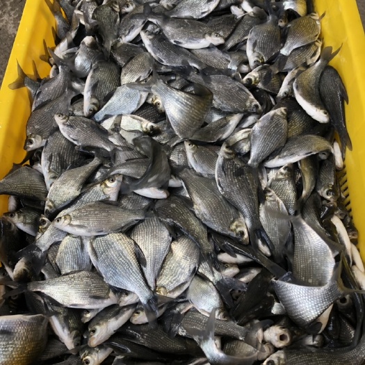 常州鳊鱼苗 武昌鱼 鳊鱼 三角鲂1斤8~10尾 江苏常州