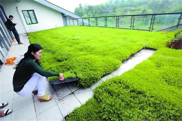 长沙佛甲草