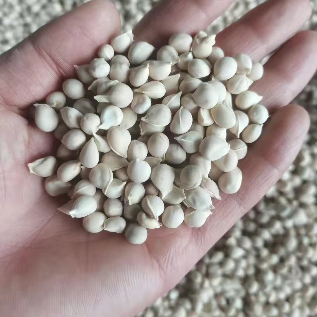 无锡新鲜小叶香橙种子四川品种易播种嫁接柑橘果苗播种简单批发产地