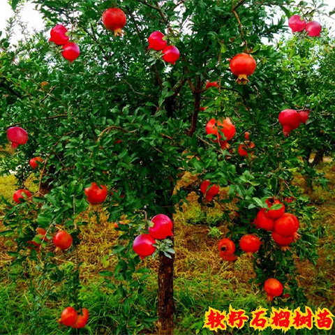 平邑县石榴树