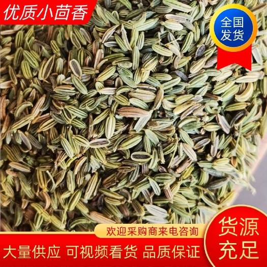小茴香  甘肃新货上市了欢迎订购