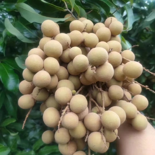 石碣龙眼杯苗