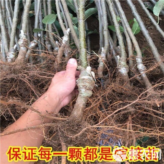 苹果苗，苹果树苗批发，自家苗圃培育出售。无中介。