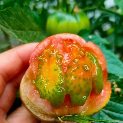 东港市丹东铁皮柿子草莓西红柿东北绿腚番茄碱地油柿子新鲜水果一件代发