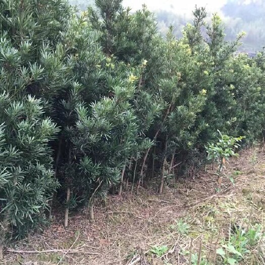 长沙罗汉松