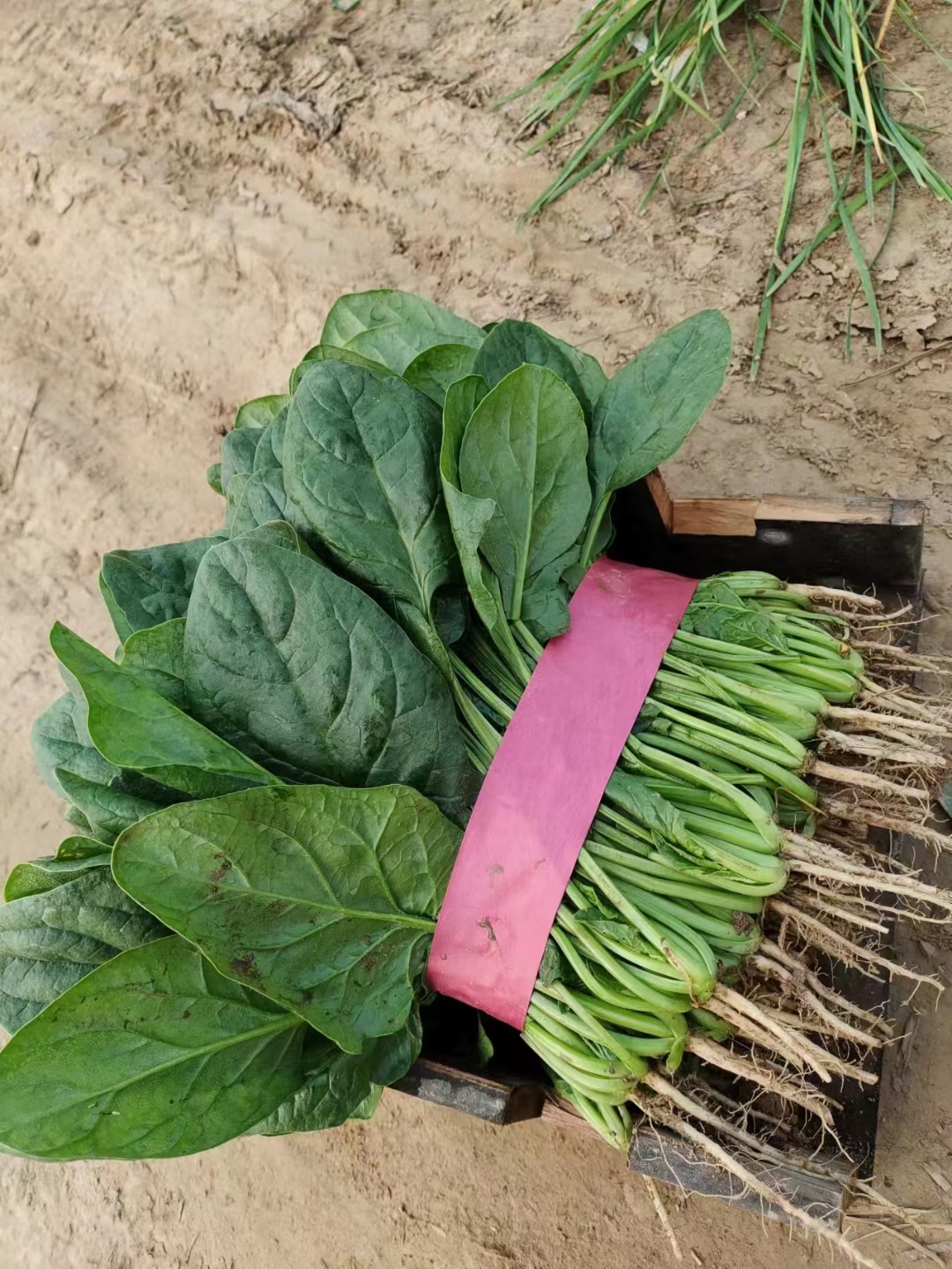 大叶菠菜 ，一手货源，基地直发，大量有货，长期供应，