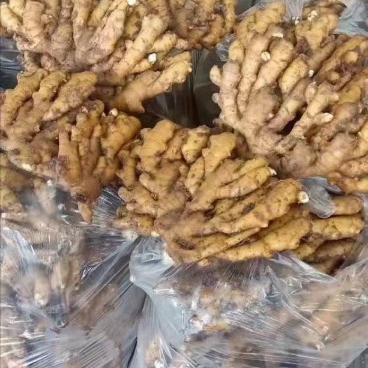 莒县生姜小黄姜老姜带土小黄姜，水洗风干小黄姜全国物流发货社区团购