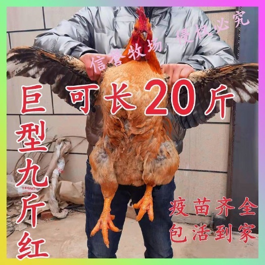 南宁正宗特大K9鸡苗