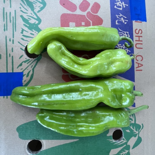 徐闻县泡椒现摘现发新鲜泡椒大量上市