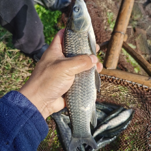 常州青鱼苗 螺蛳青 乌青一斤6-8尾