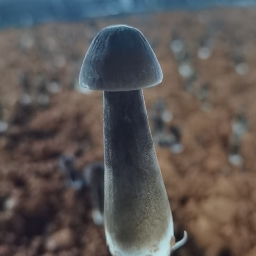 江华县品质好均匀饱满
