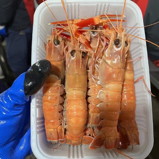 乳山市海螯虾