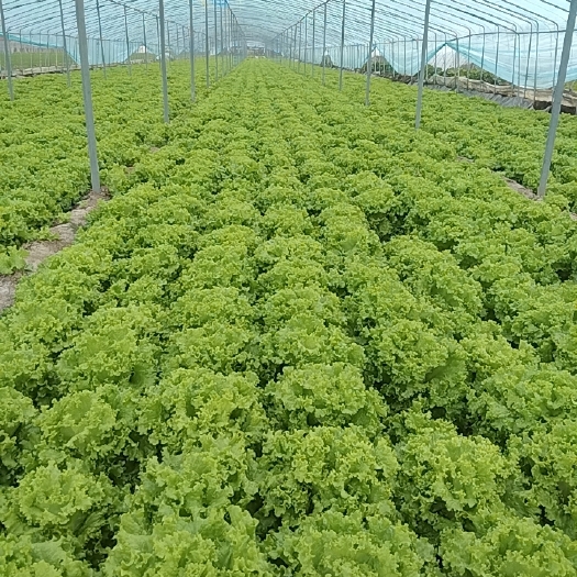 菏泽散叶生菜