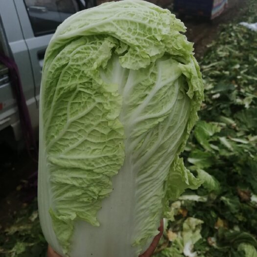 正定县白菜大量上市