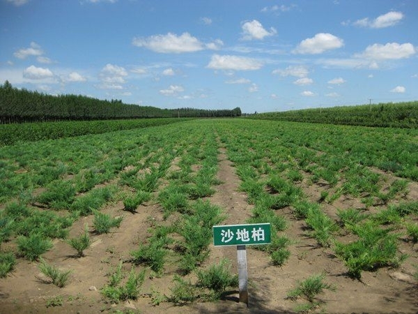 长沙沙地柏