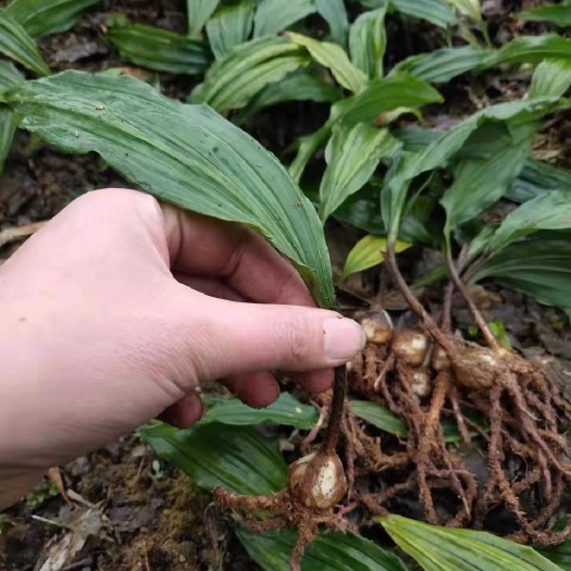 重庆市山慈菇种苗 毛慈菇苗，成活率90%以上