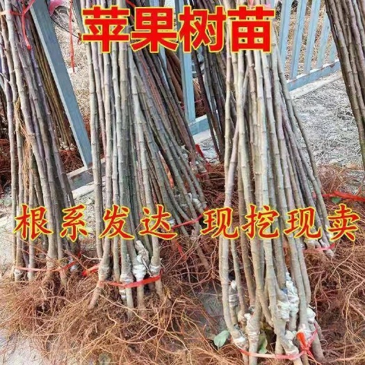 武陟县苹果苗，苹果树苗批发，自家苗圃培育出售。无中介。