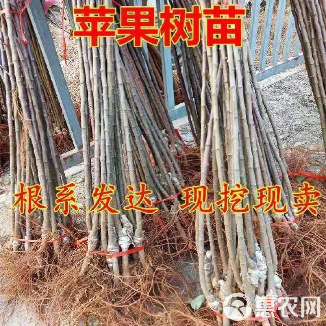 苹果苗，苹果树苗批发，自家苗圃培育出售。无中介。