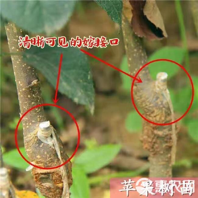 苹果苗，苹果树苗批发，自家苗圃培育出售。无中介。