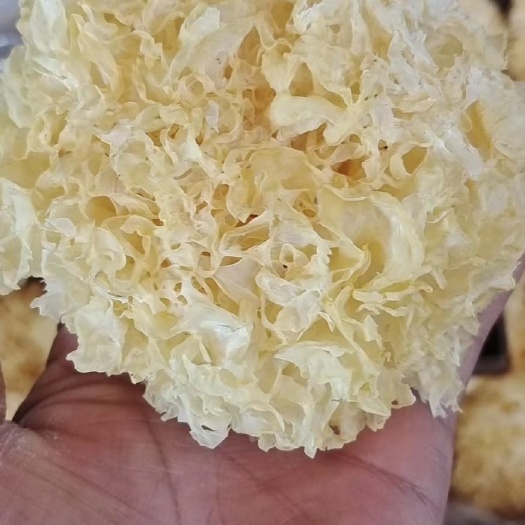 佛山雪耳银耳无硫一级品