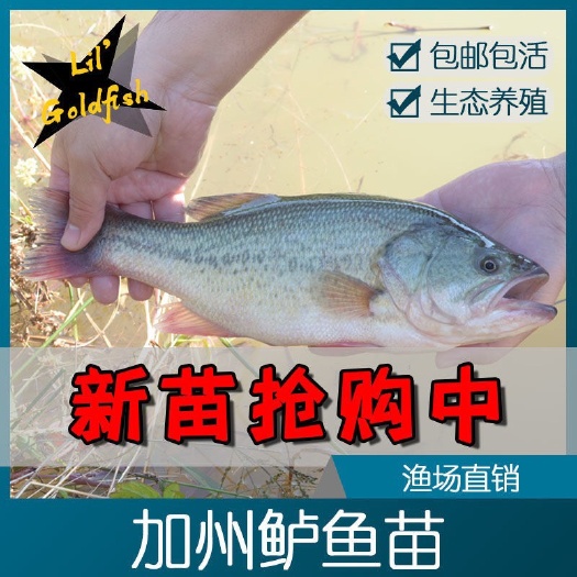 广州新苗加州鲈鱼苗 优鲈3号 吃饲料鲈鱼苗 黑鲈鱼苗批发